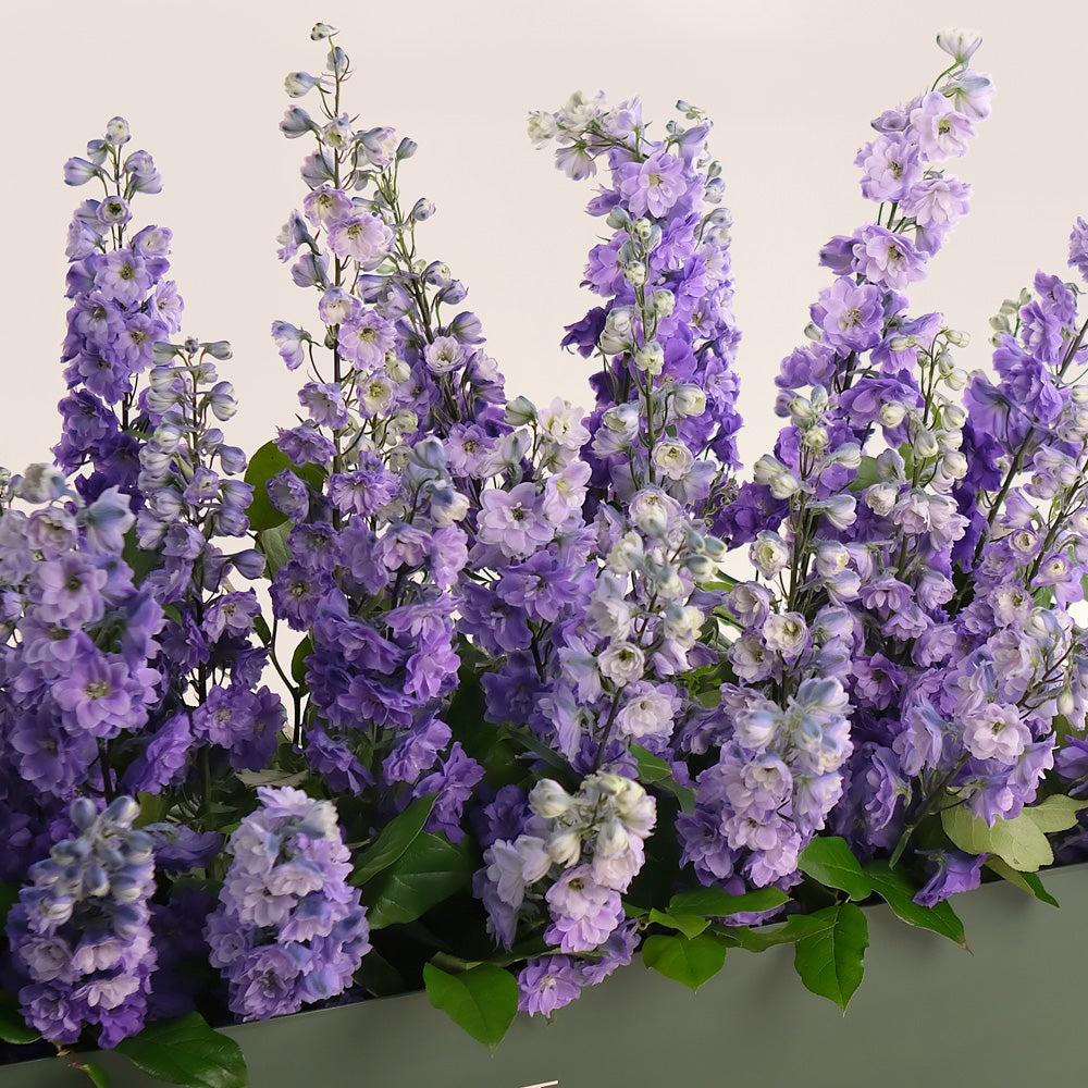 Delphiniums Purple Flowers