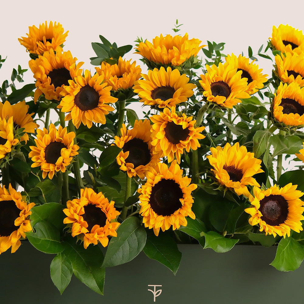 Sunflowers in Dubai – Bright Flower Bouquets with Same-Day Delivery | TWIGS