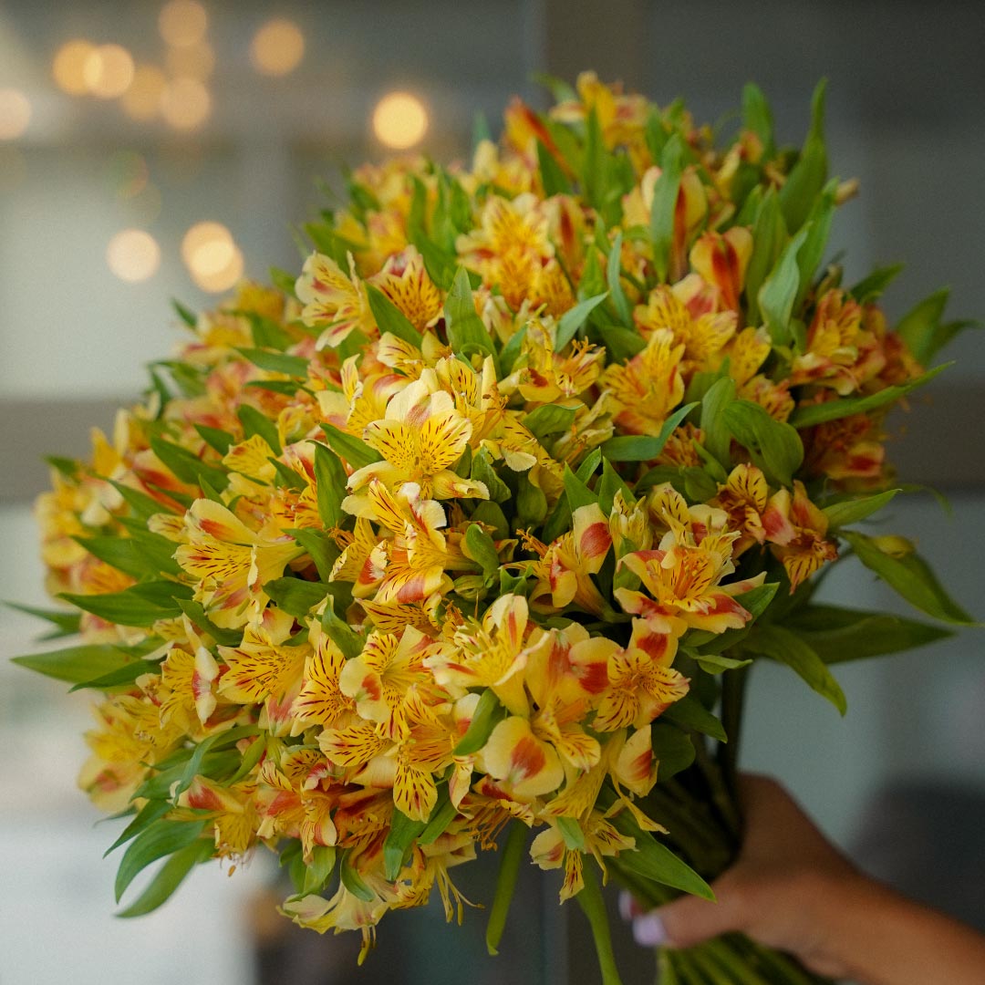 ALSTROEMERIA Flowers