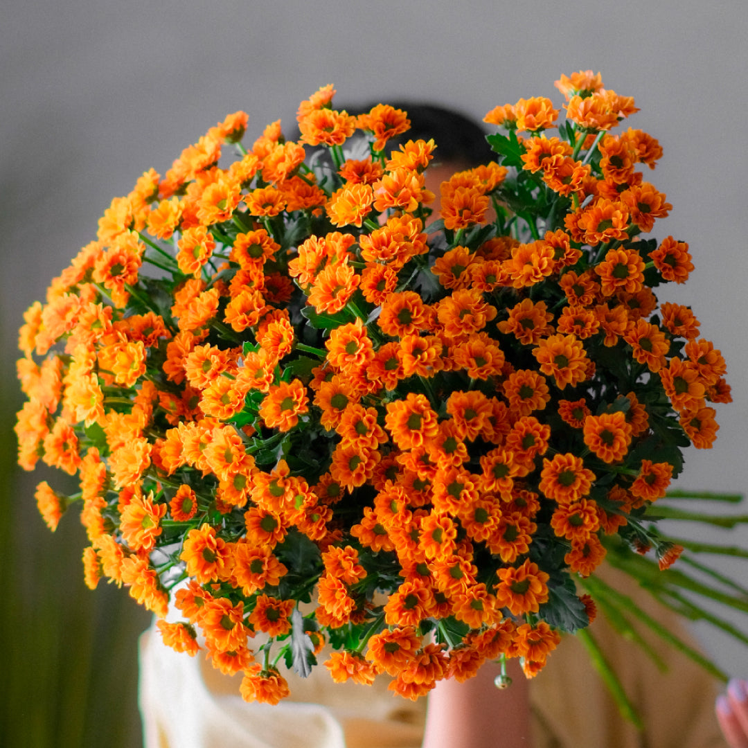 CHRYSANTHEMUM Flowers