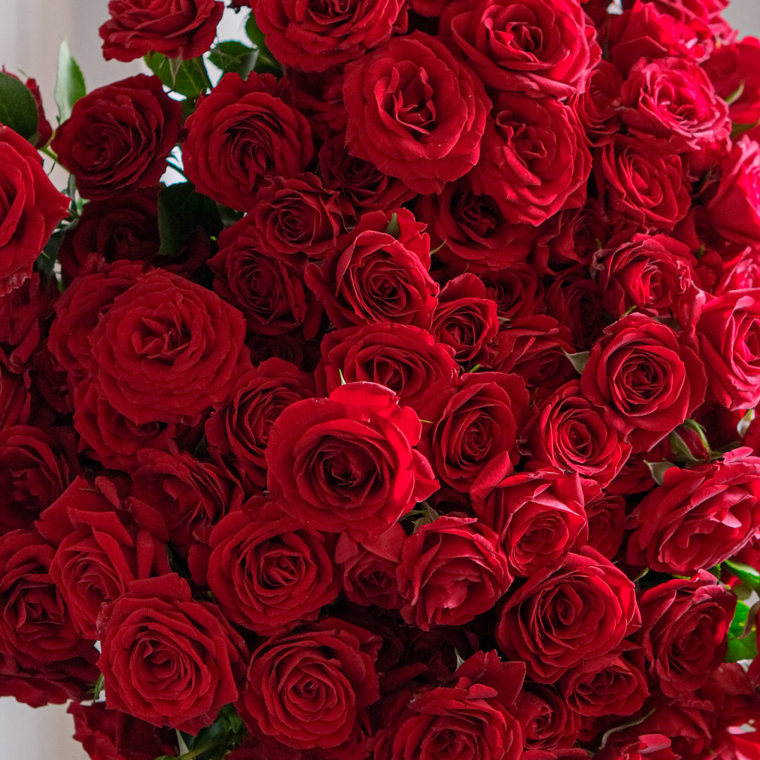 Roses Dubai - UAE | Fresh Rose Bouquets & Gifts - Twigs – Tagged