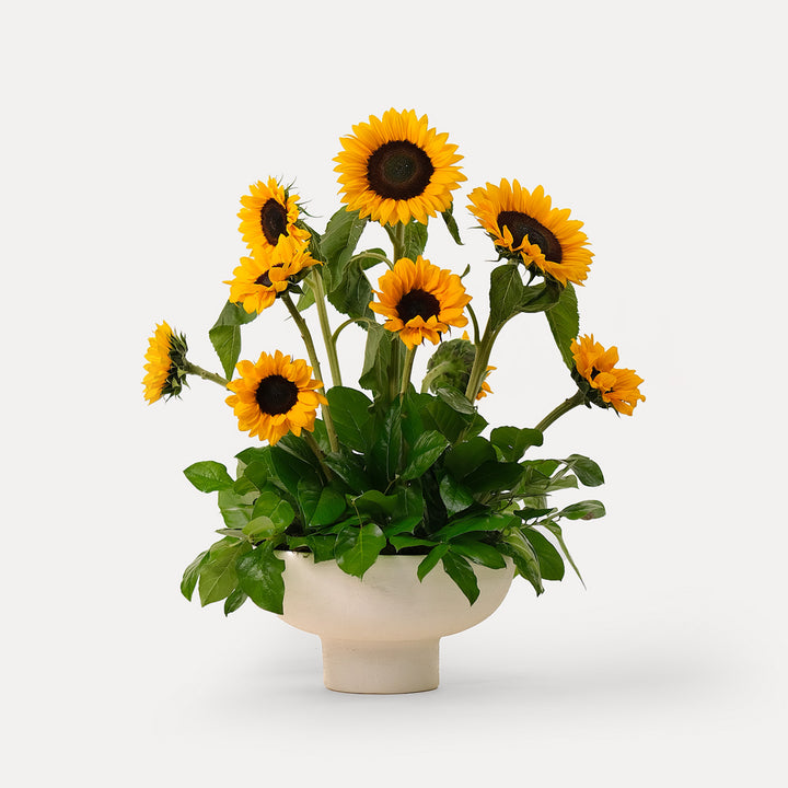 Sunflower arrangement in white ceramic vase