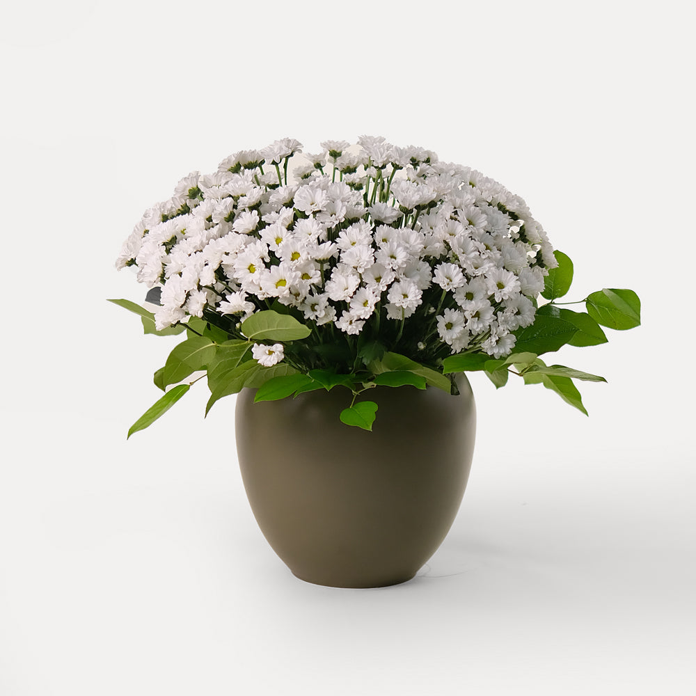 Chrysanthemums Santini White Flower Arrangement – Classic Beauty in an Olive Green Vase