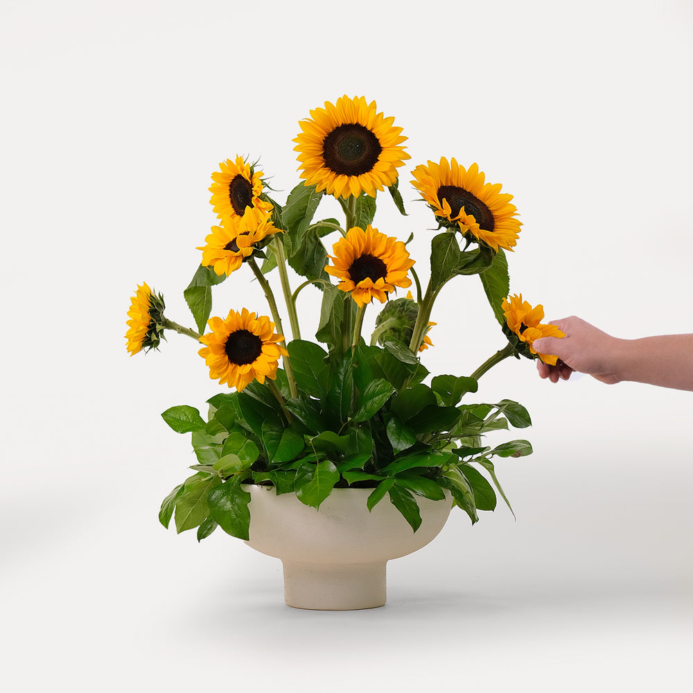 Sunflower arrangement in white ceramic vase