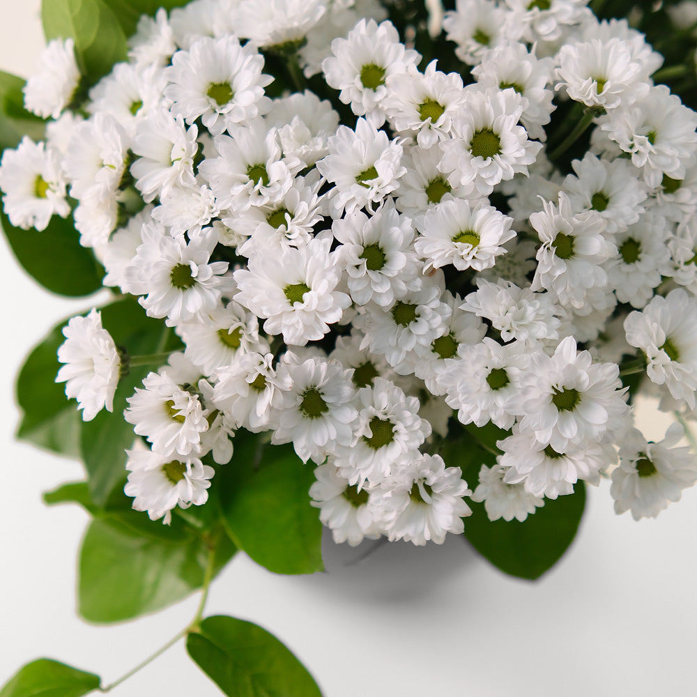 Chrysanthemums Santini White Flower Arrangement – Classic Beauty in an Olive Green Vase