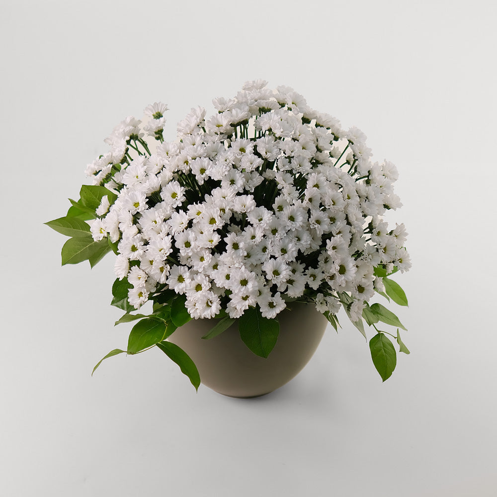 Chrysanthemums Santini White Flower Arrangement – Classic Beauty in an Olive Green Vase