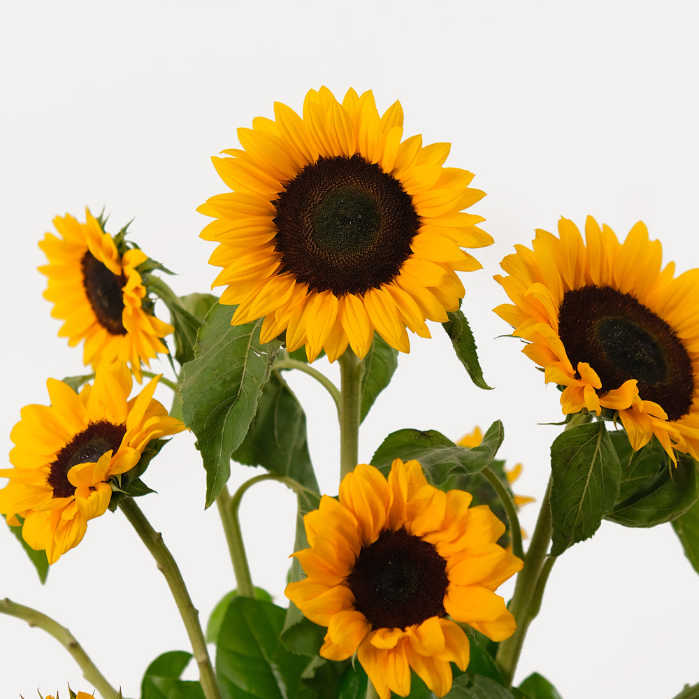 Sunflower arrangement in white ceramic vase