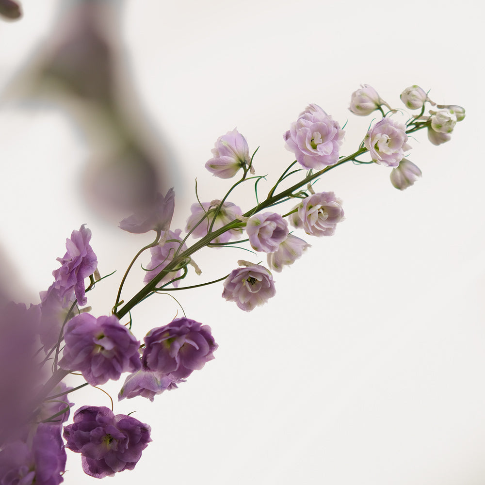 Purple Delphinium Flower arrangement in white ceramic vase