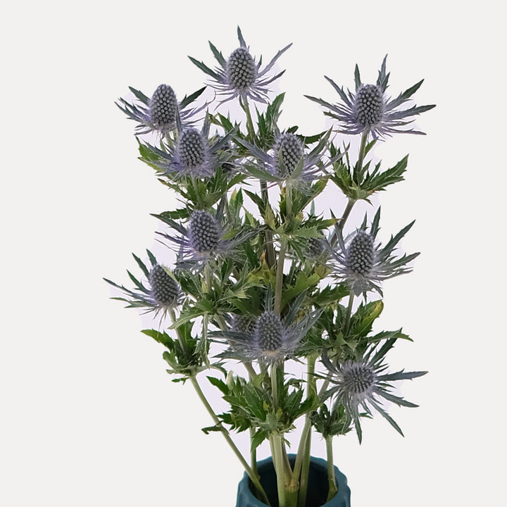 Eryngos Purple flowers Vase Arrangement