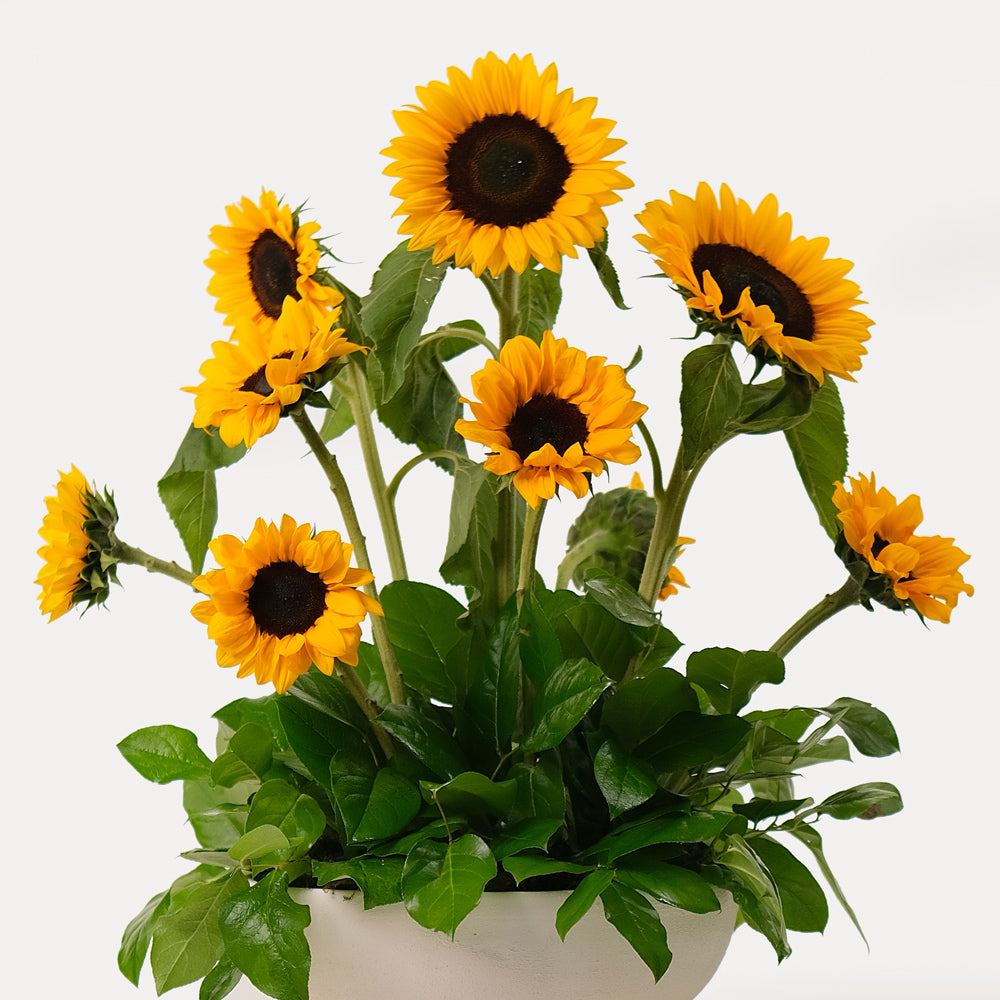 Sunflower arrangement in white ceramic vase