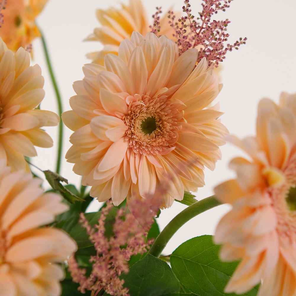 Peach Bliss – Gerbera, Astilbe & Balloons Bundle – A Sophisticated Celebration of Soft Elegance and Festivity