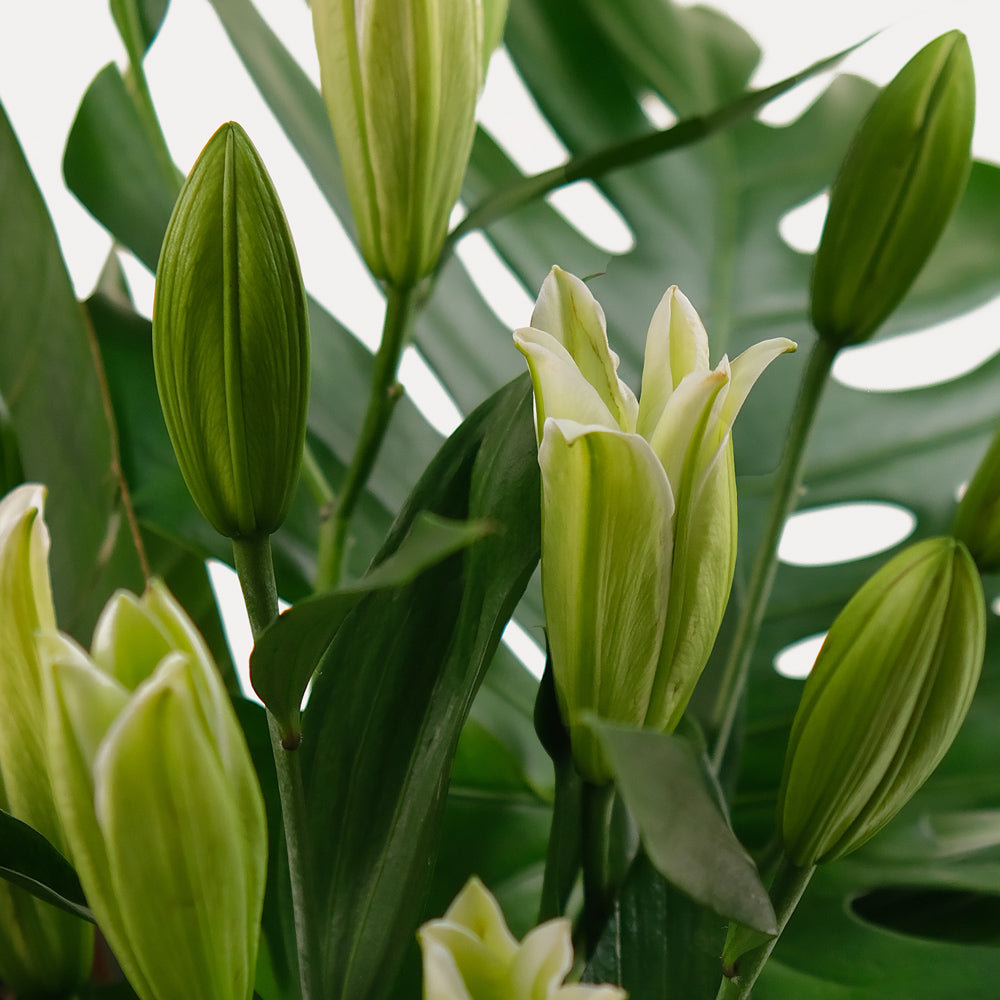 Monstera with lily flower vase arrangement