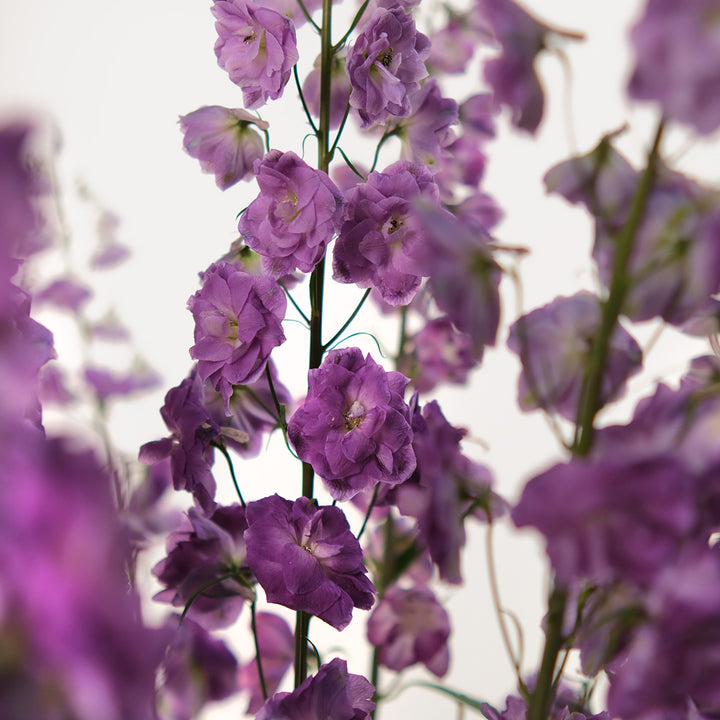 Purple Delphinium Flower arrangement in white ceramic vase