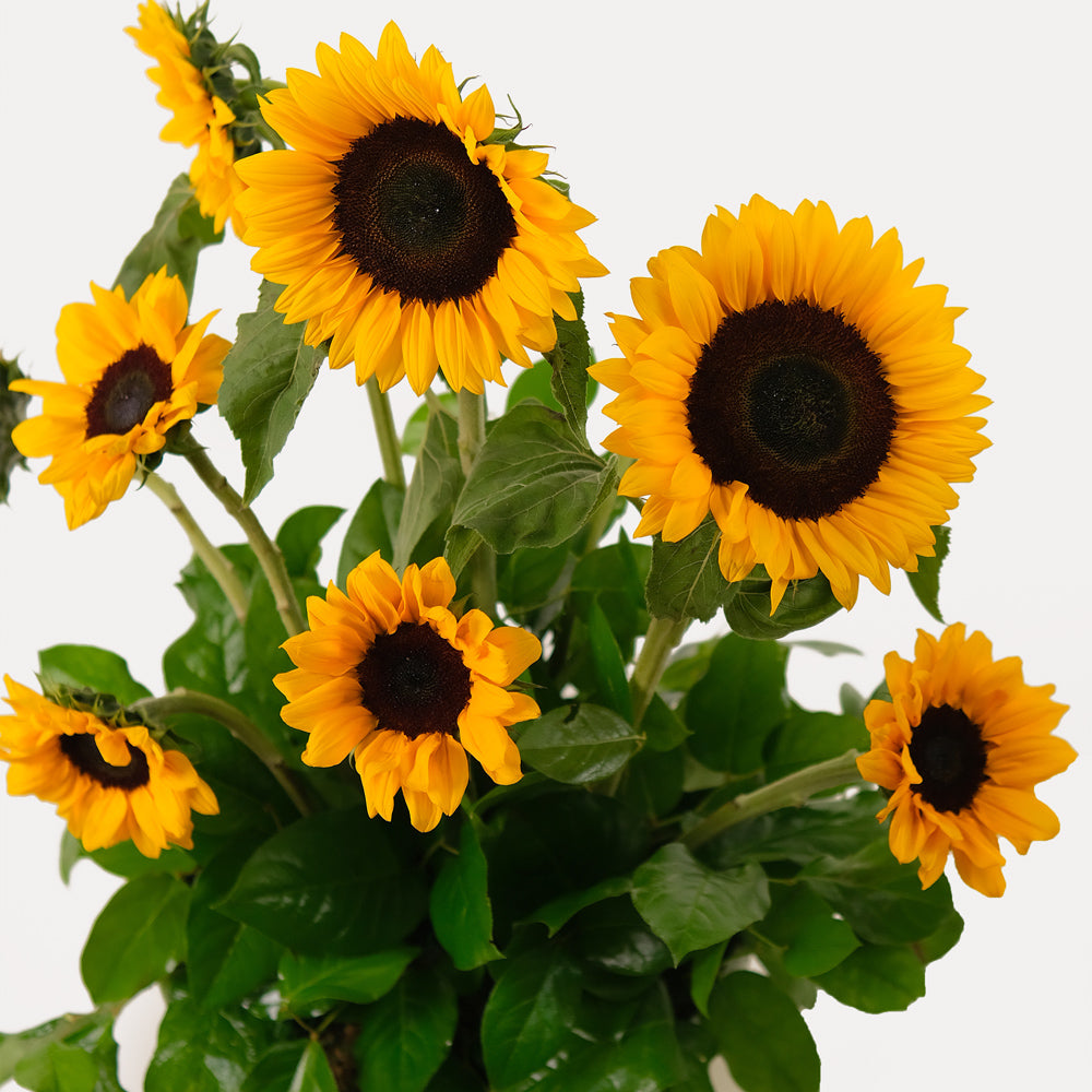 Sunflower arrangement in white ceramic vase