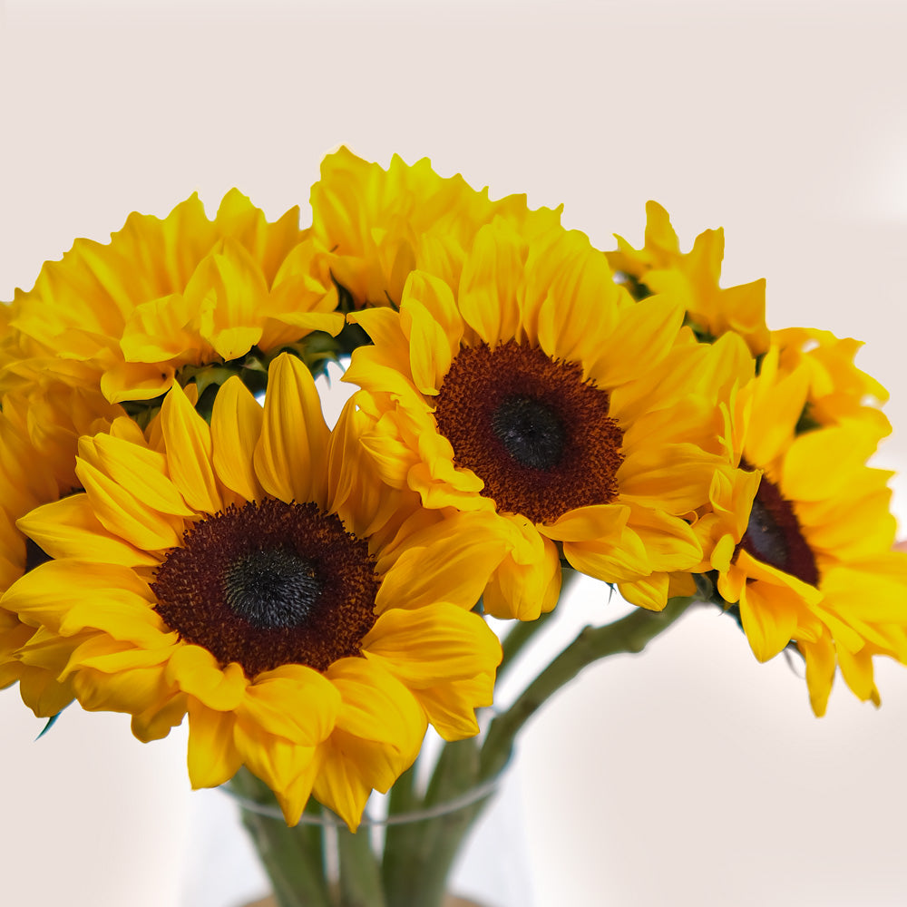 Grande Sunshine – A Bold and Bright Display of Sunflowers