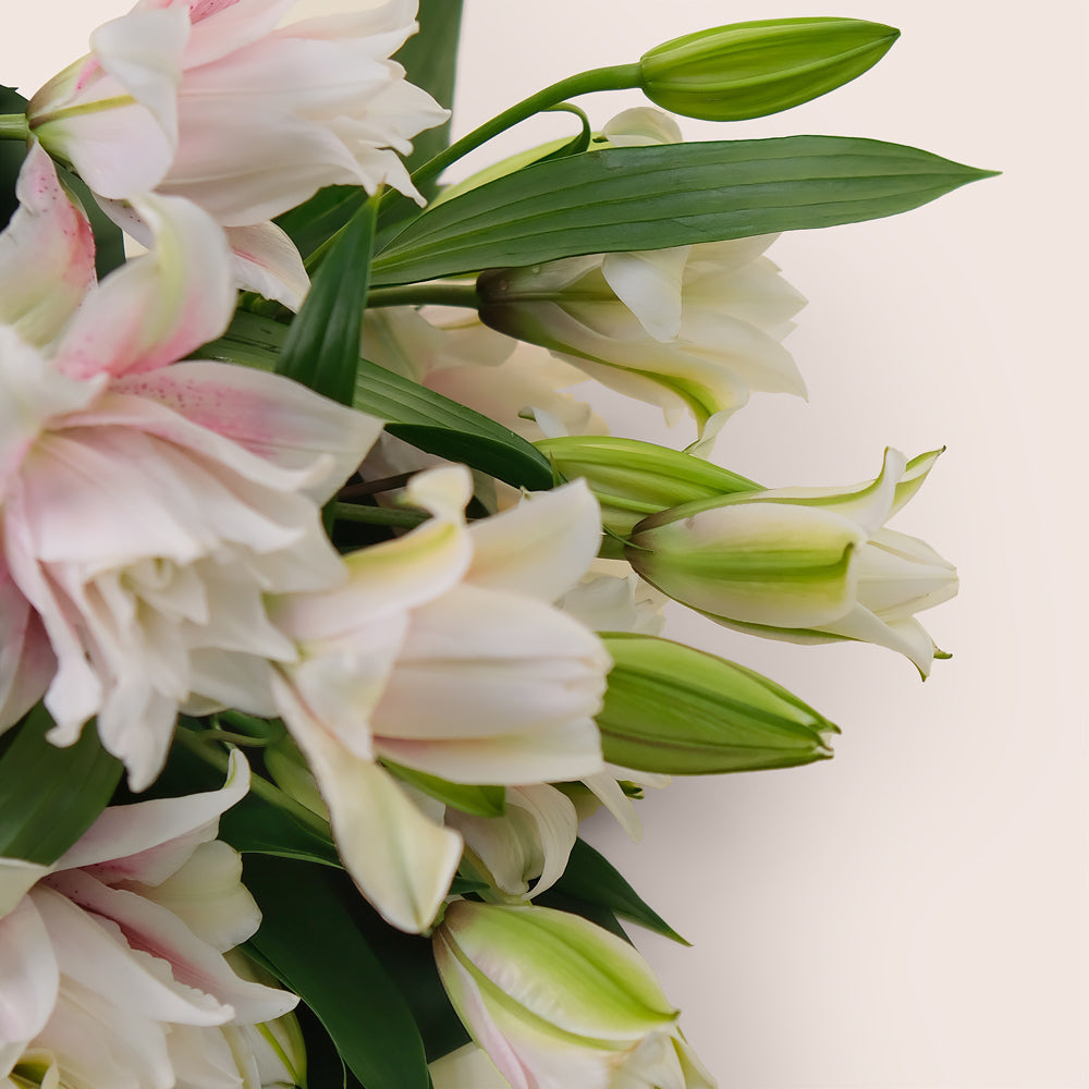 Double Petalled Lilies in TWIGS Cone-Shaped Carry Bag– Elegance in Every Petal