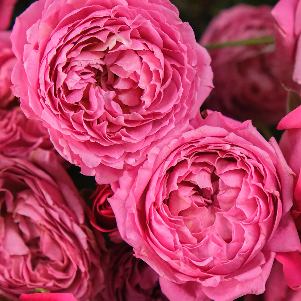 Fuchsia Delight – Square Box Bouquet of Fuchsia & Pink Roses