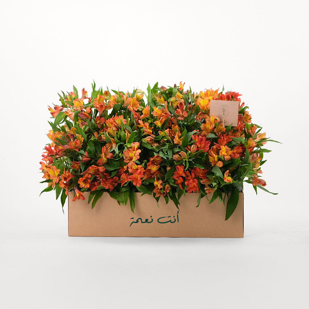 ALSTROEMERIA ORANGE Flowers Garden Box