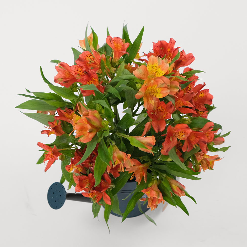 Alstroemeria Orange Flowers Twigs-it Can