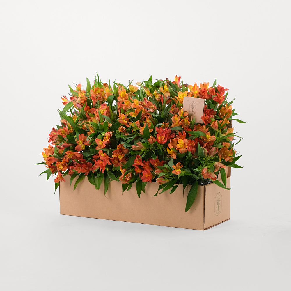 ALSTROEMERIA ORANGE Flowers Garden Box