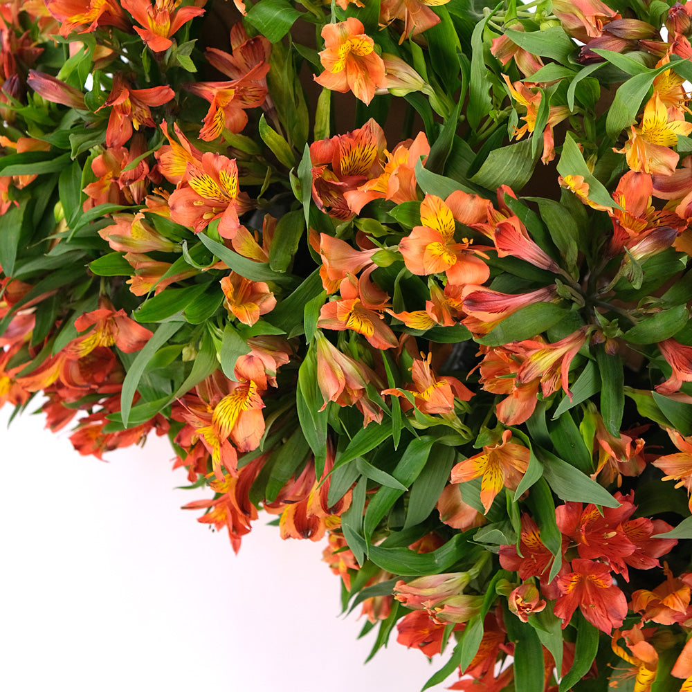 ALSTROEMERIA ORANGE Flowers Garden Box