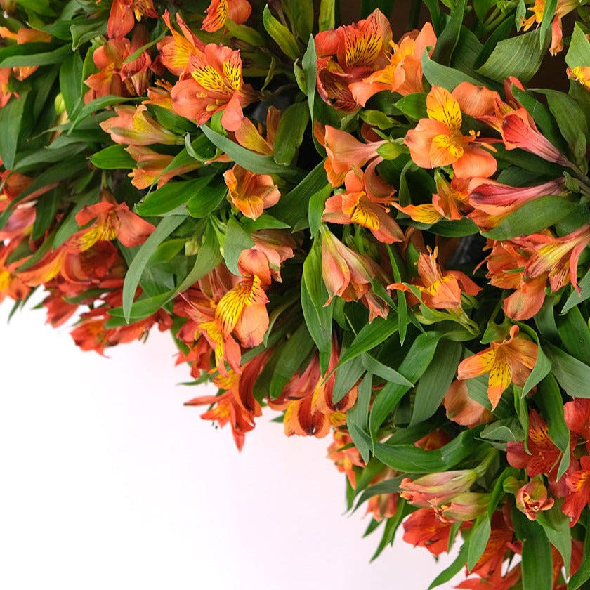 ALSTROEMERIA ORANGE FLOWERS SURPRISE BOX