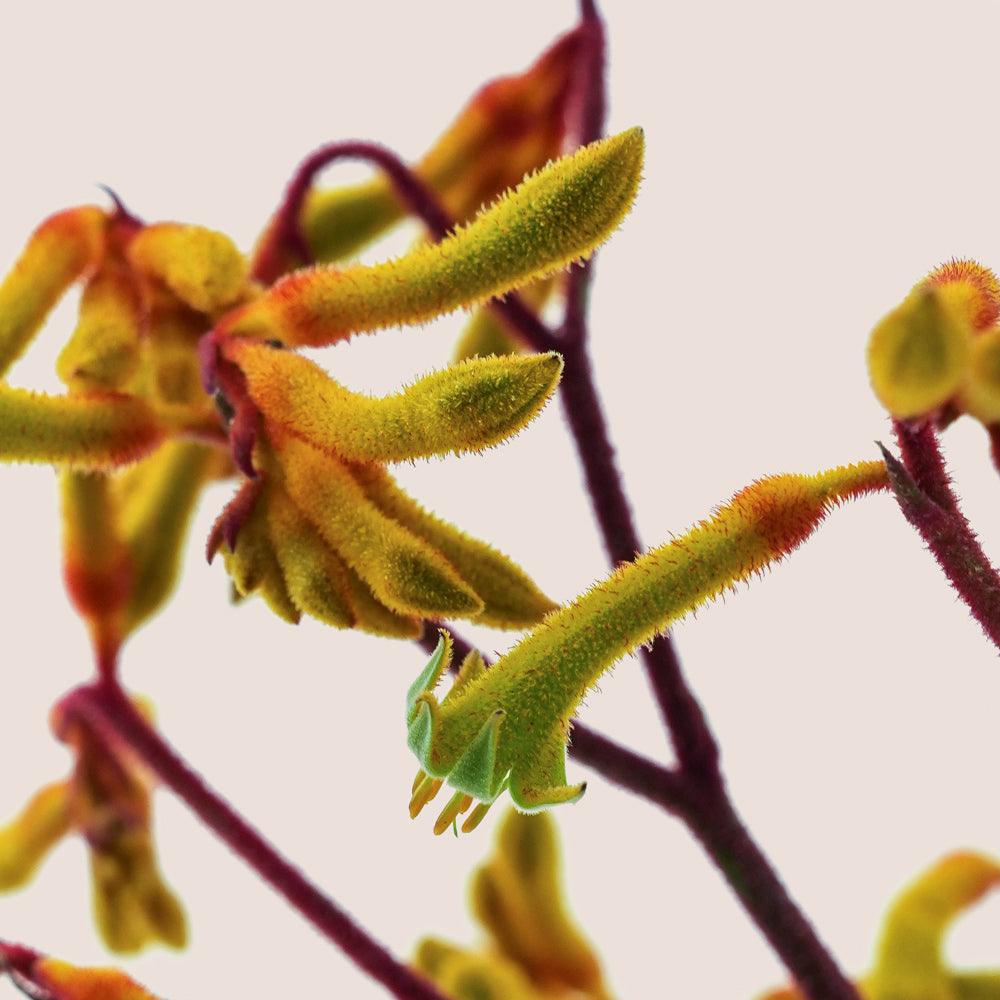 Close-up of yellow and orange kangaroo flower blooms with fuzzy green-yellow petals and reddish-purple stems against a plain light background.
