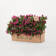 Alstroemeria Purple Flowers Garden Box