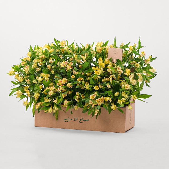 Alstroemeria Yellow Flowers Garden Box
