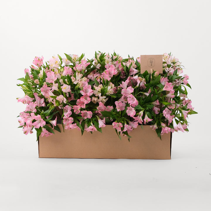 Alstroemeria Pink Flowers Garden Box