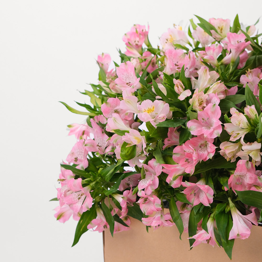 Alstroemeria Pink Flowers Garden Box