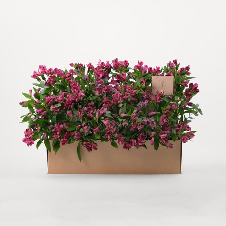 Alstroemeria Purple Flowers Garden Box