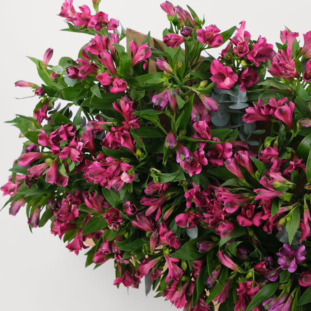 Alstroemeria Purple Flowers Garden Box