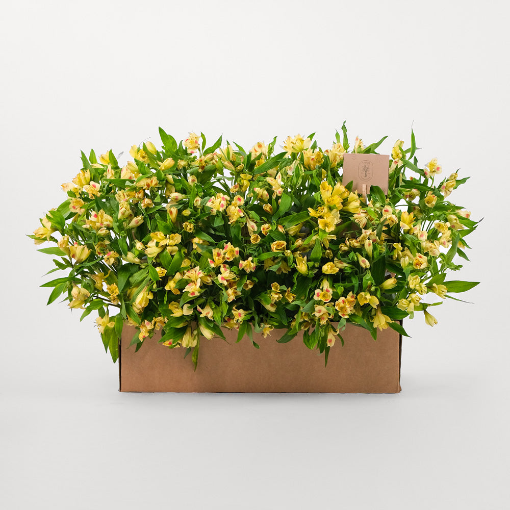 Alstroemeria Yellow Flowers Garden Box