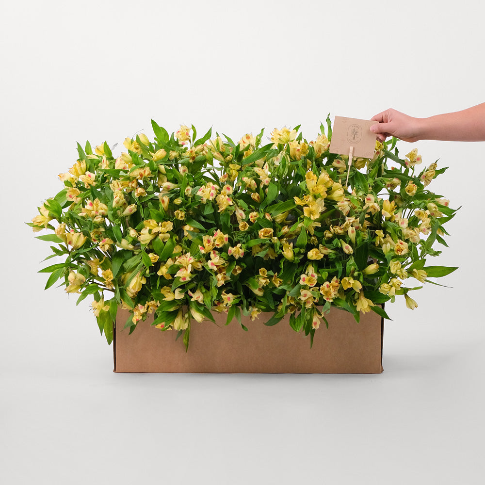 Alstroemeria Yellow Flowers Garden Box