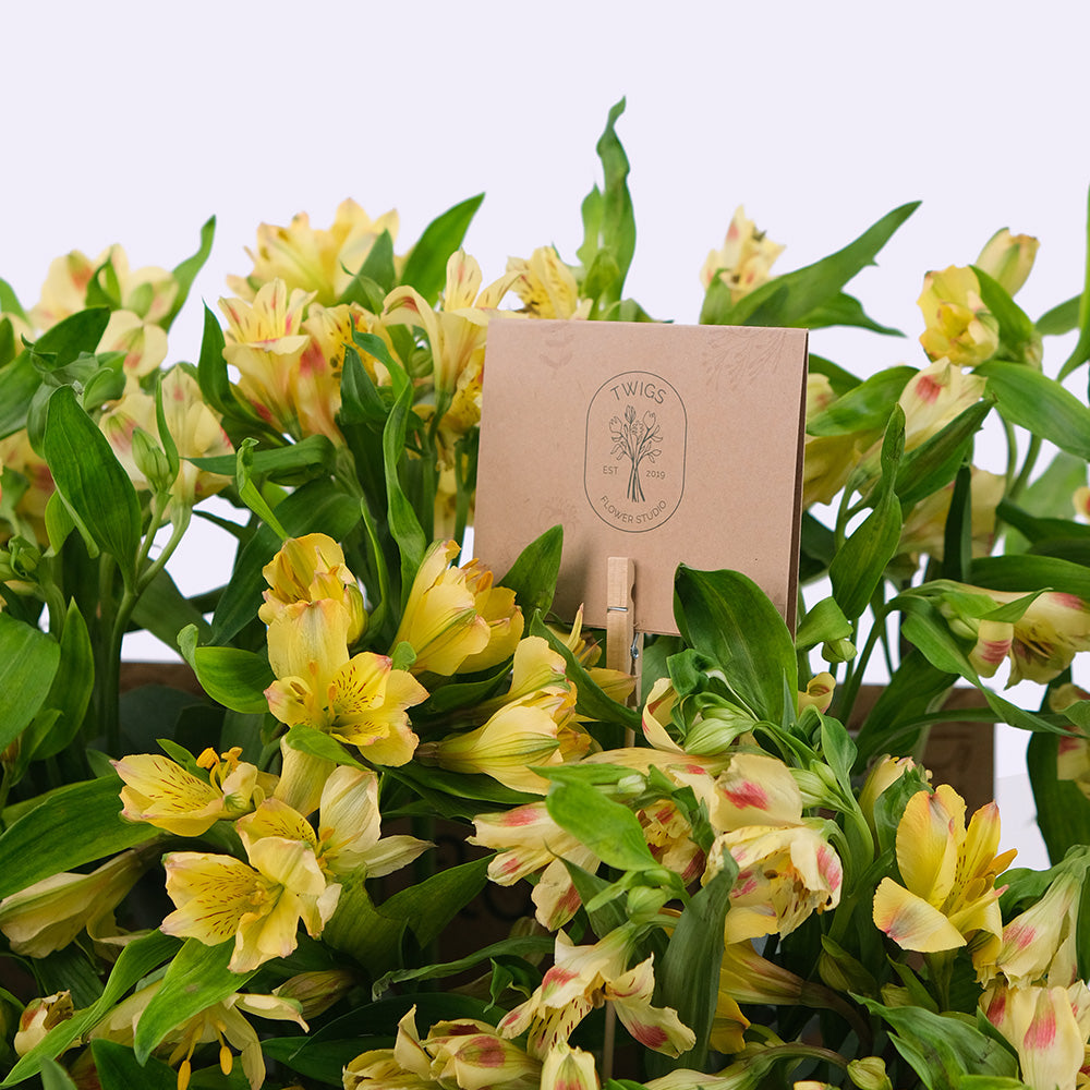 Alstroemeria Yellow Flowers Garden Box