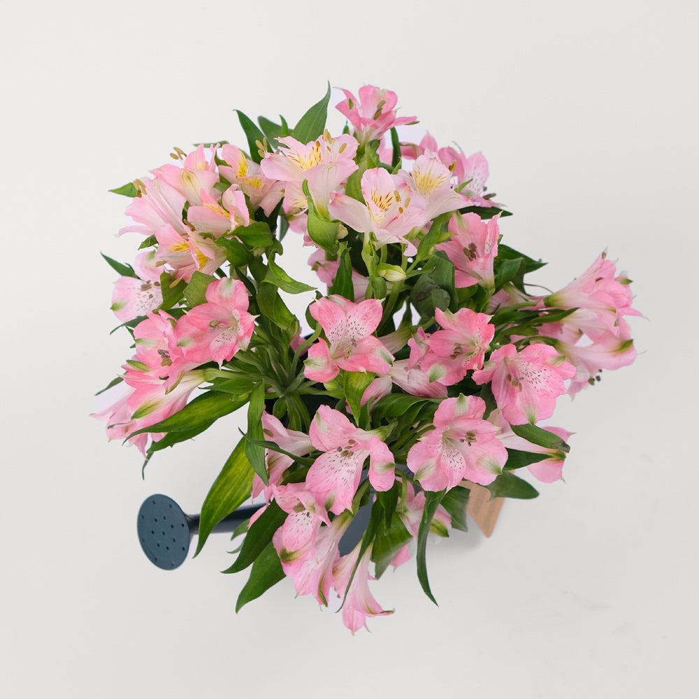 Alstroemeria PINK Flowers TWIGS-it Can