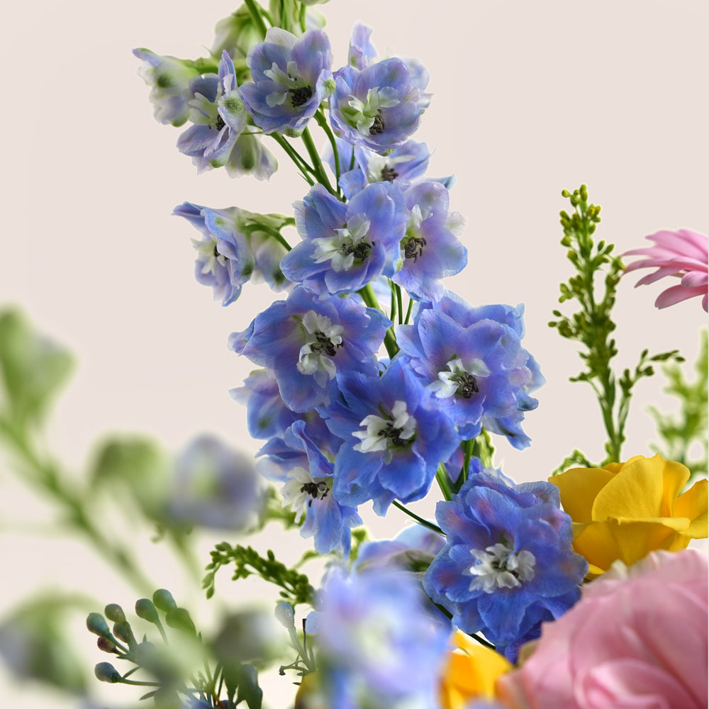 purple delpheniums