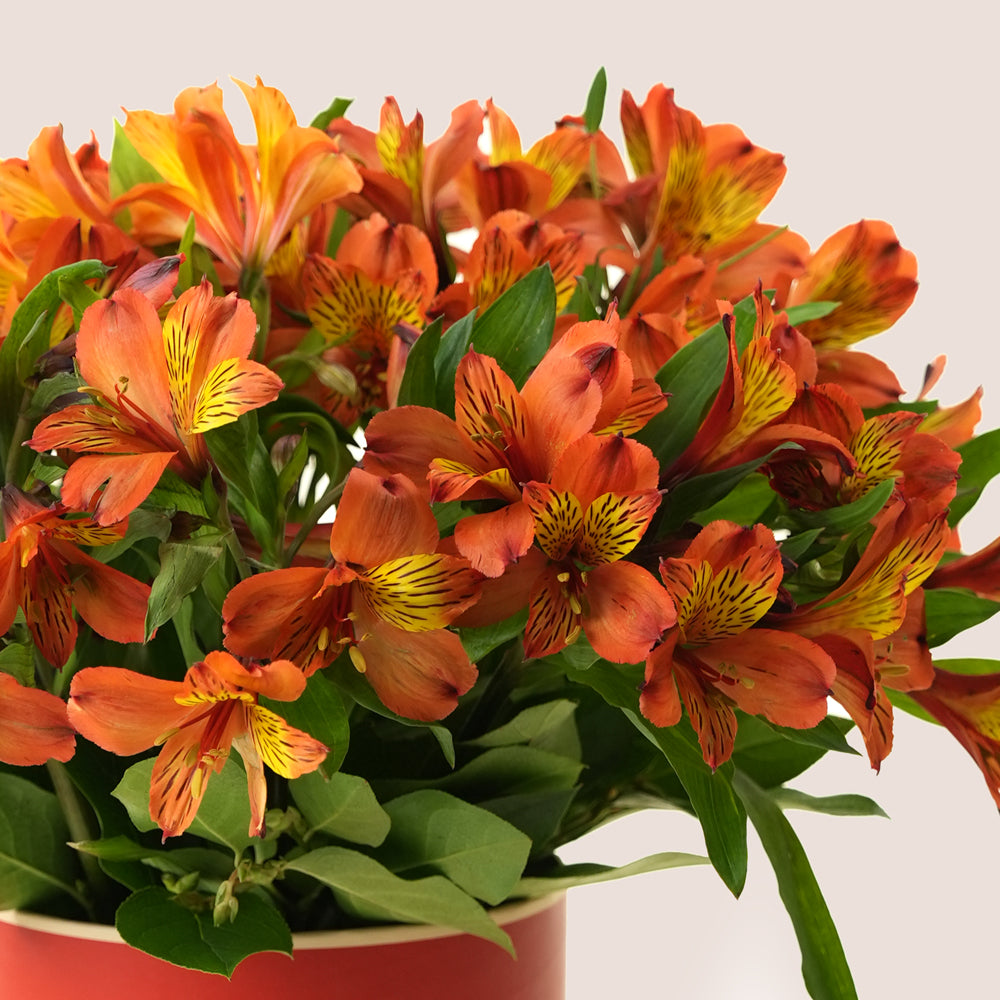 Flame Tree Orange Alstroemeria Box | TWIGS Dubai