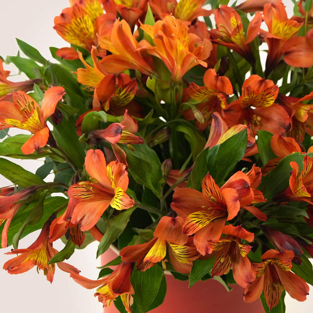 Flame Tree Orange Alstroemeria Box | TWIGS Dubai