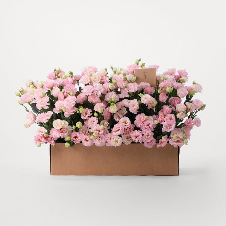 Lisianthus Light Pink Flowers Garden Box