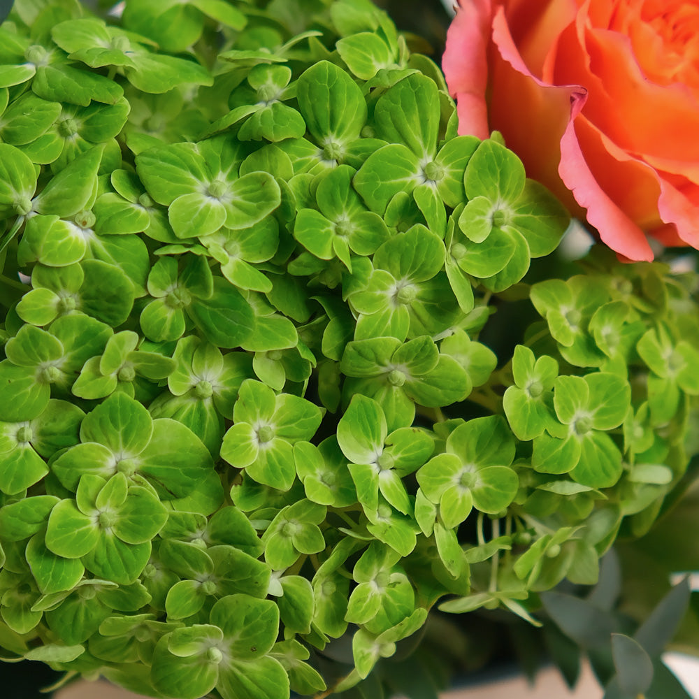 Deluxe Bloom Box in Warm Tones with Baa the Lamb