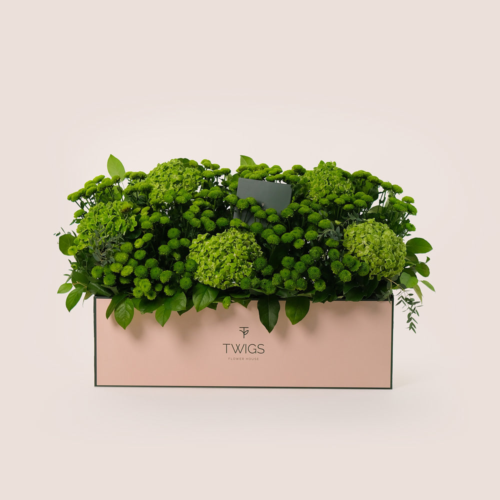 Emerald Garden – Green Hydrangeas & Button Mums in Premium Box - A Lush Display of Vibrant Elegance