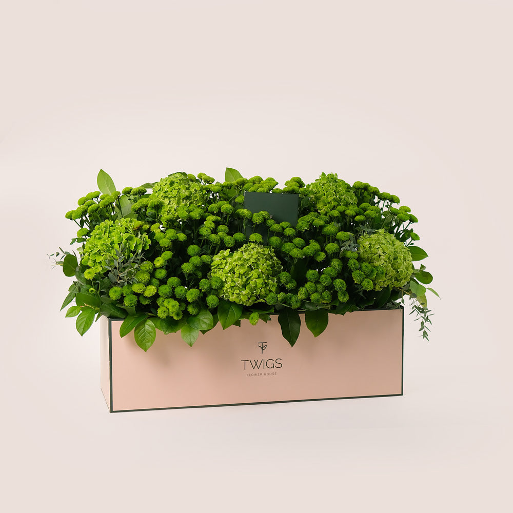 Emerald Garden – Green Hydrangeas & Button Mums in Premium Box - A Lush Display of Vibrant Elegance