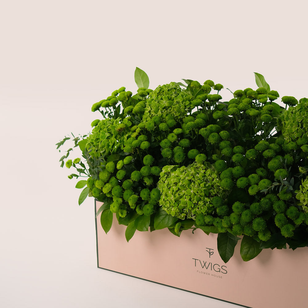 Emerald Garden – Green Hydrangeas & Button Mums in Premium Box - A Lush Display of Vibrant Elegance