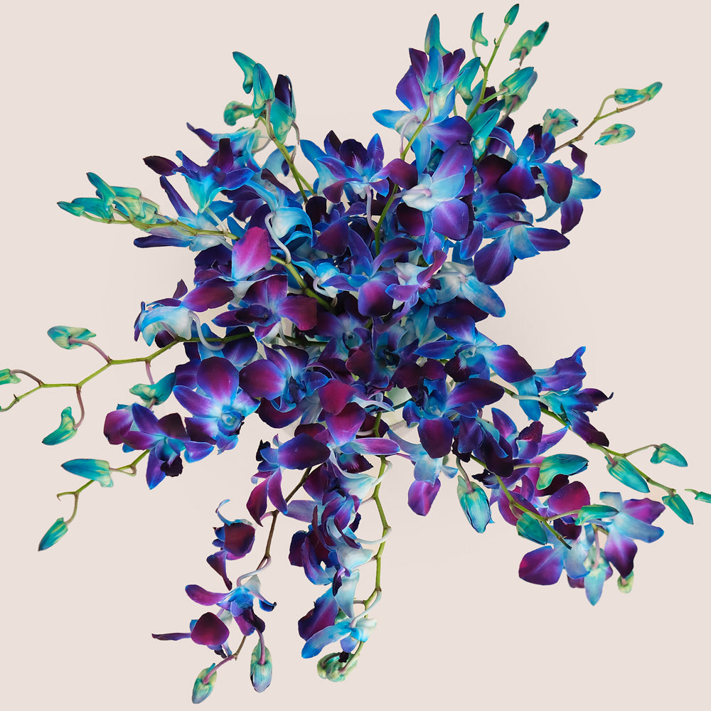 Bouquet of blue and purple orchids 