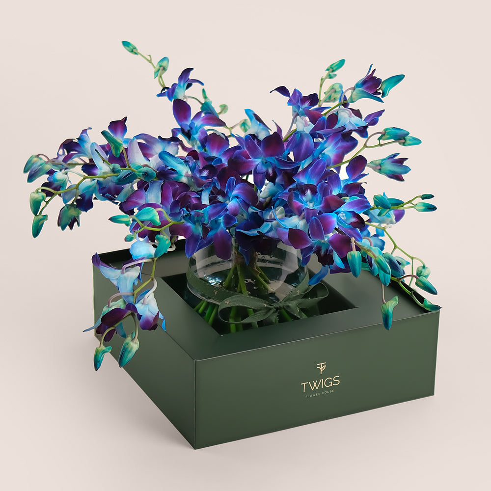 Blue Orchids -Dendrobium in Petite Vase | Elegant Gift in TWIGS Carry Box