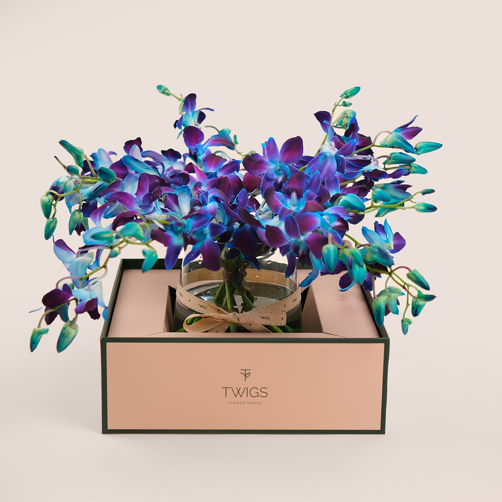 Blue Orchids -Dendrobium in Petite Vase | Elegant Gift in TWIGS Carry Box