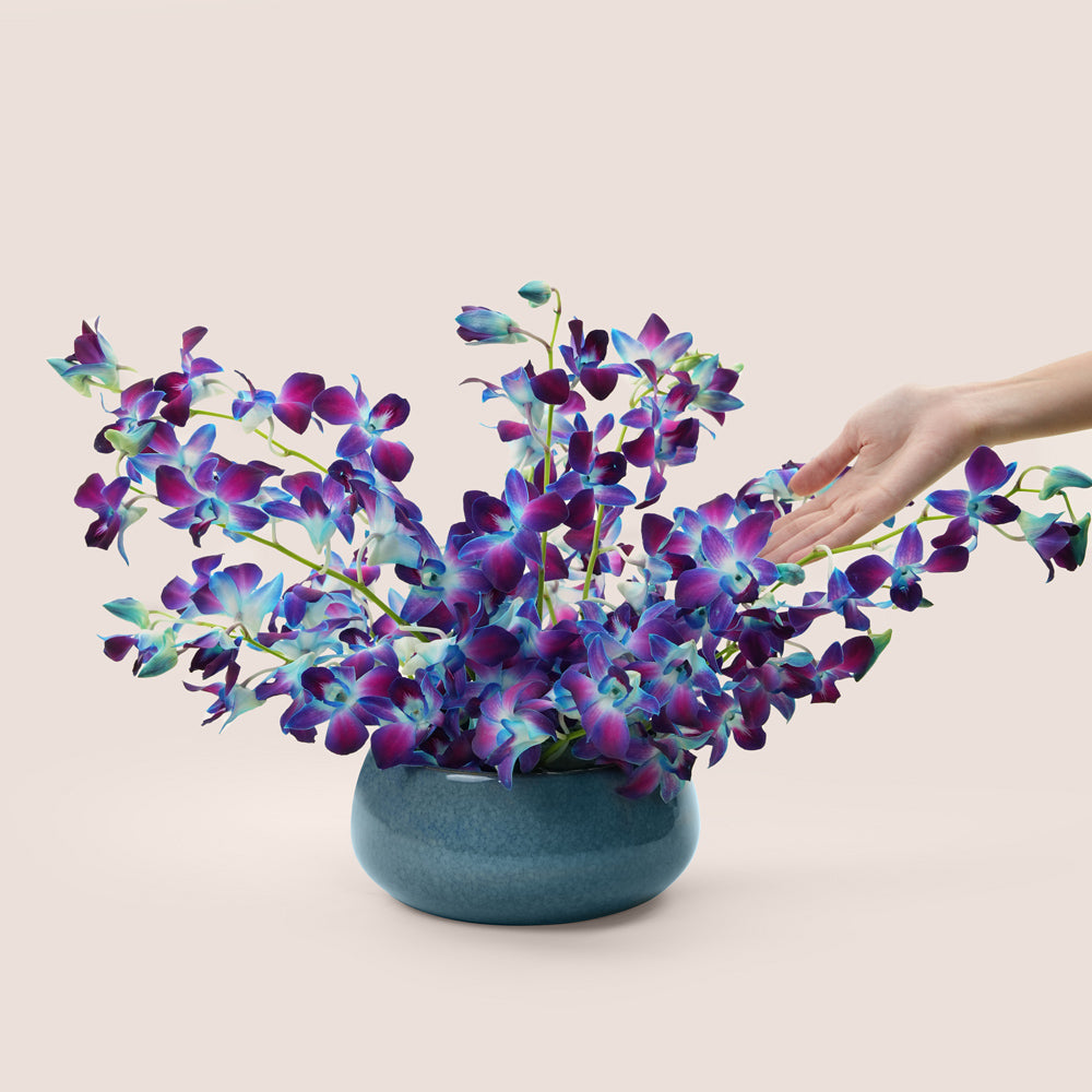 Blue dendrobium orchid arrangement in TWIGS teal ceramic vase — rare Eid Al Adha flower delivery Dubai