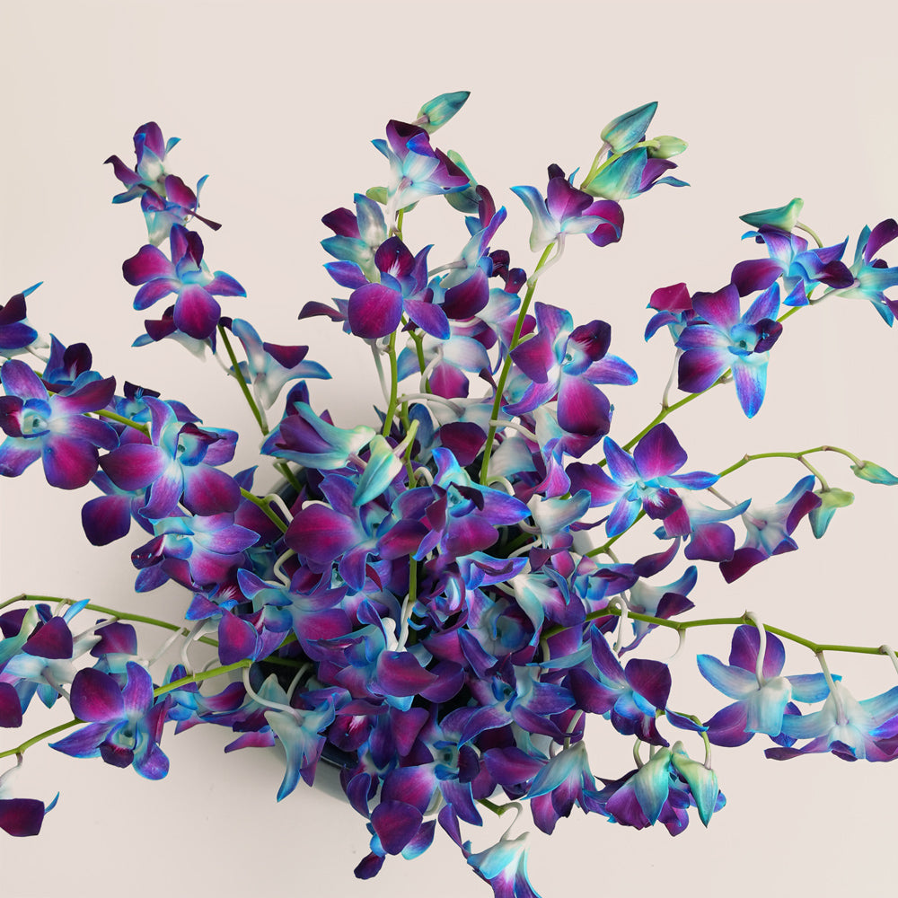 Bahar بحر Blue Dendrobium Orchid Ceramic Vase Arrangement